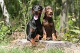 DOBERMANN 842